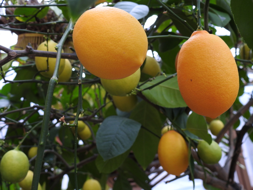 Citrus soutěž články